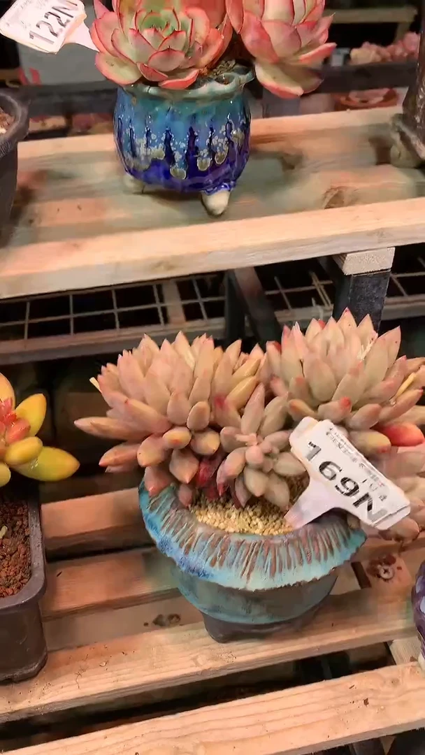 【闪购商品】169NNNN