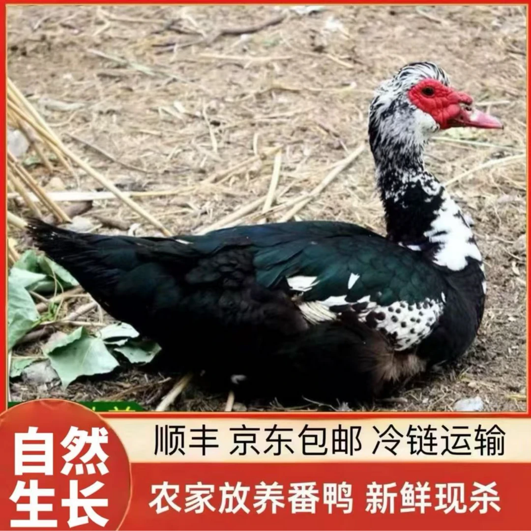 【到手两只】农家山塘放养土番鸭 2只净膛9-10斤 青年鸭无瘤 顺丰冷链直达