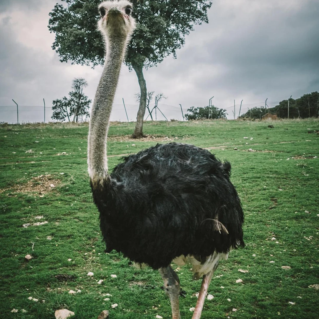 宠物文鸟一级健康 顺丰包邮到家