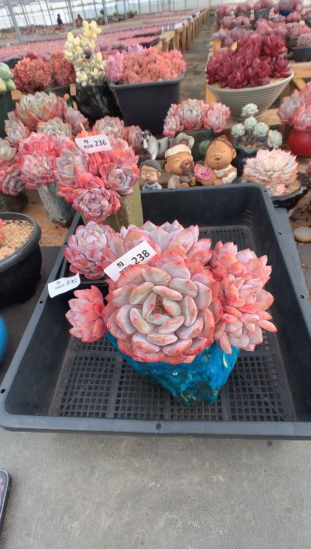 238韩橙无砍多肉植物一物一拍