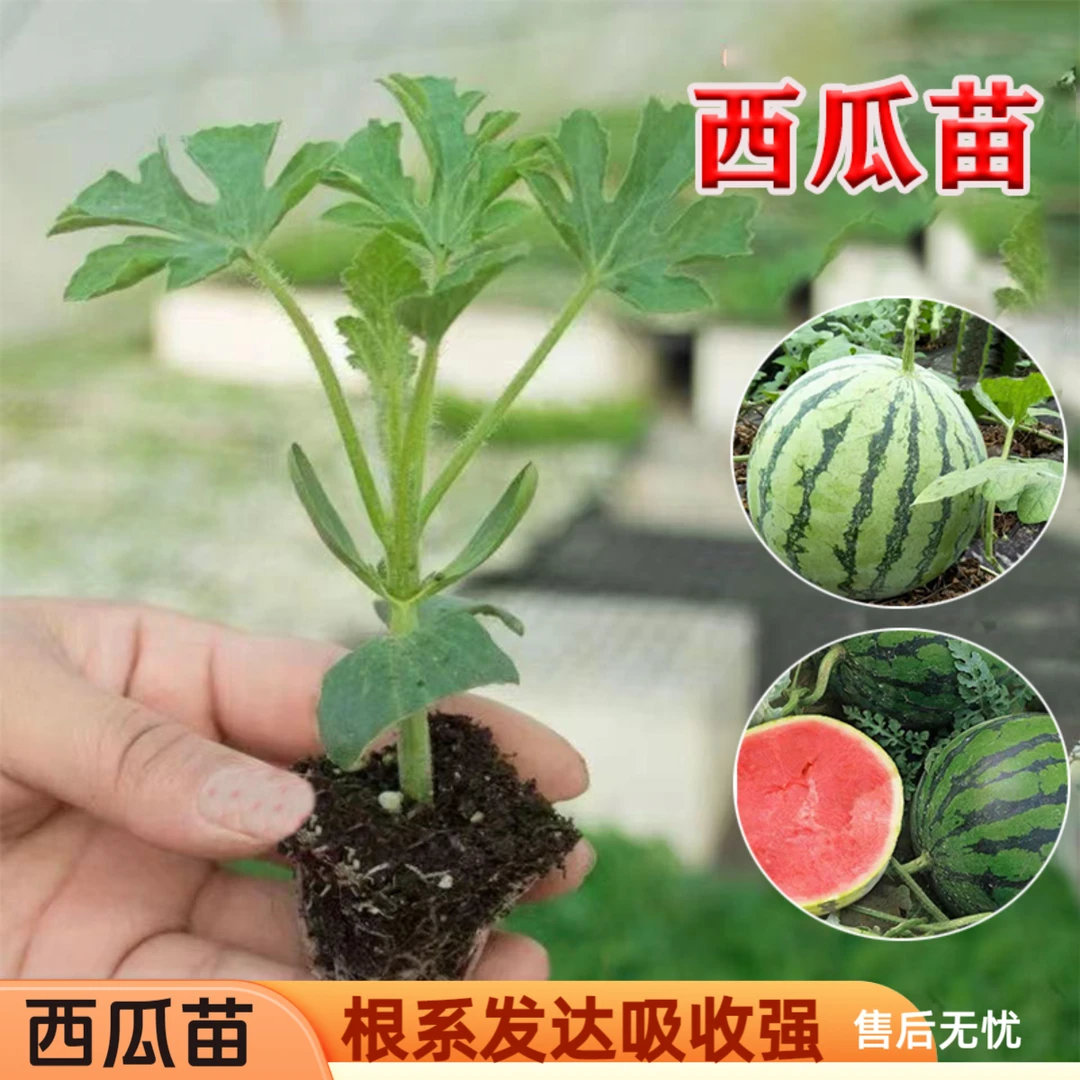 【西瓜秧苗】8424嫁接苗西瓜苗超甜麒麟懒汉西瓜穴盘苗阳台盆栽种植