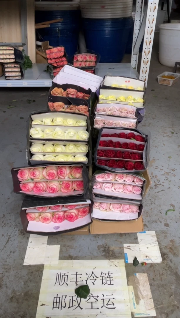 粉红2+高原3+艾沙2+骄傲2+戴安娜2+曼塔2+卡布2+奶油杯1+洛神1