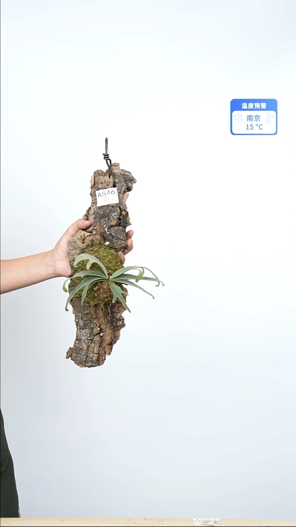 不开花植物侏儒黄月细叶卷手a546