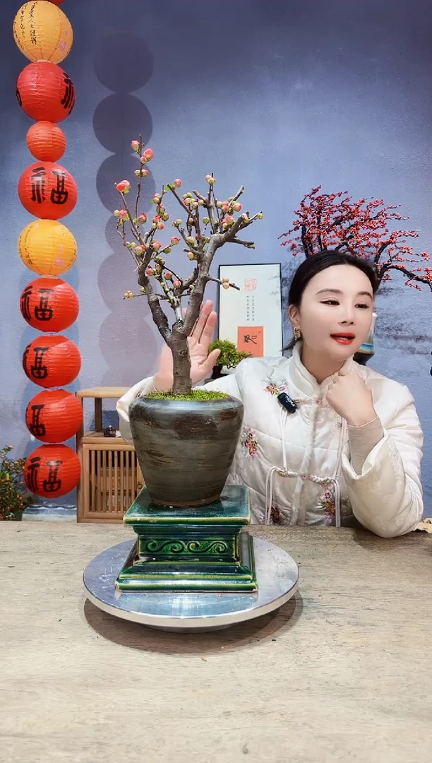 【闪购商品】盆景海棠 长寿冠