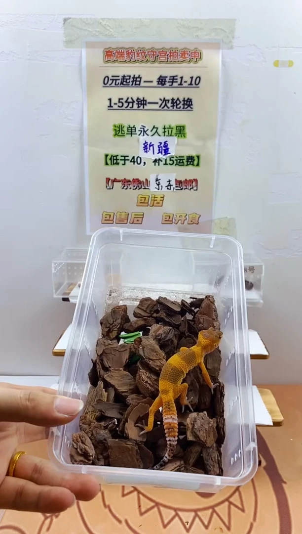 豹纹守宫豹纹守宫幼苗亚成体成体肥尾