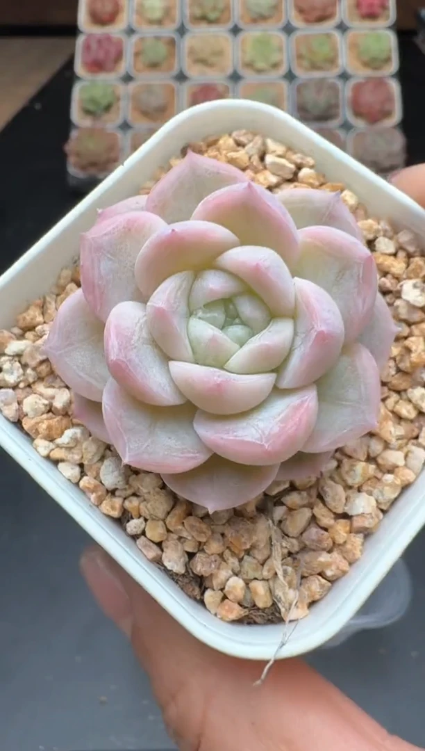 【闪购商品】720B物拍多肉带盆土6.5杯拍3颗包柚