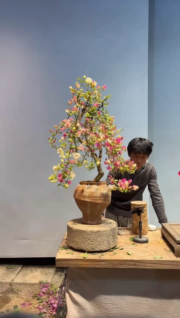 以实际为准西****兵三角梅43