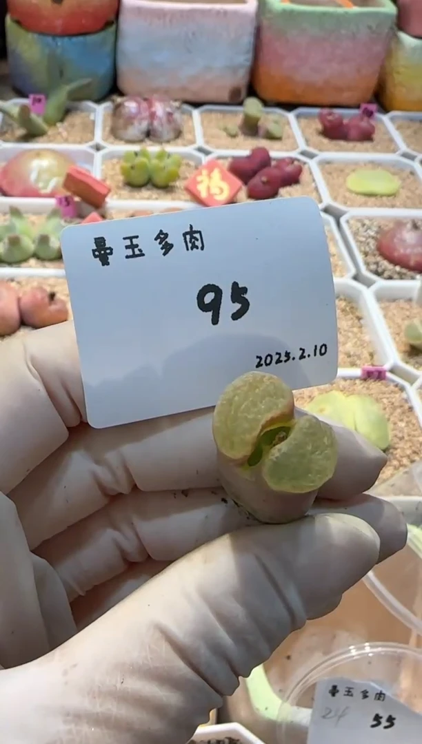 【闪购商品】25.2.10-95kerry