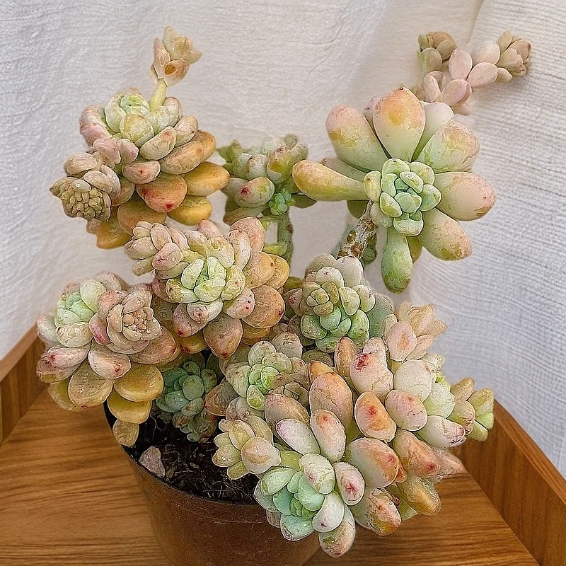 水晶罗琦带香味  熊猫多肉（满19包邮）脱土发  庭院美观