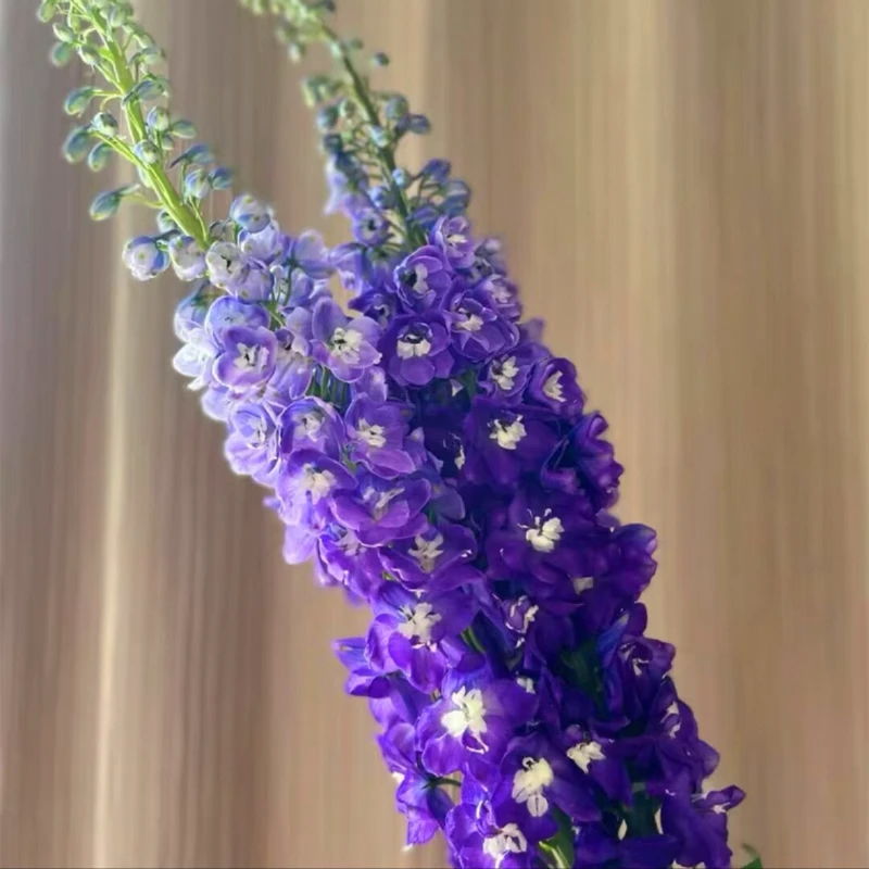 大花飞燕草大花苗盆栽重瓣耐寒庭院花园花境地栽室外植物花卉花草