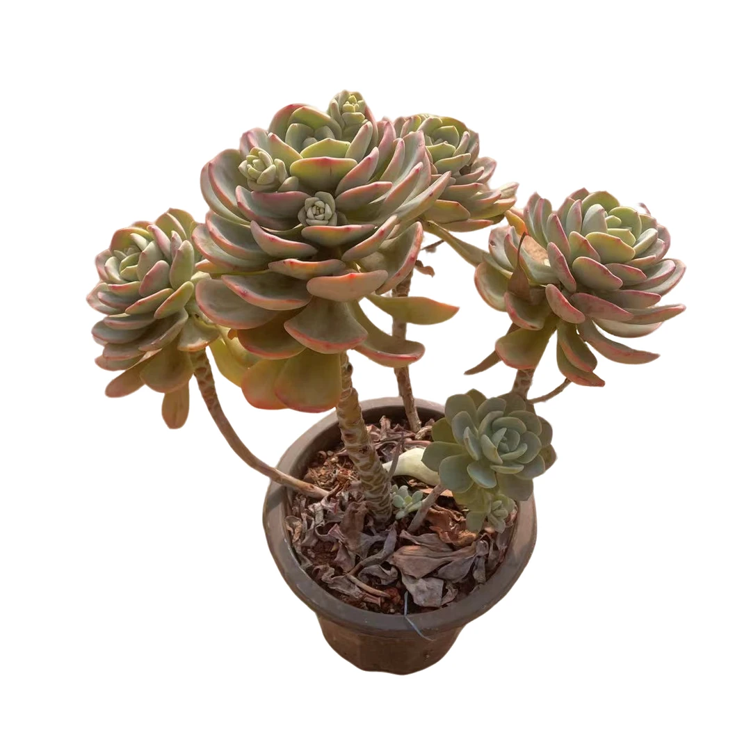 白月光多肉植物 （满18包邮 直播间展示为准）