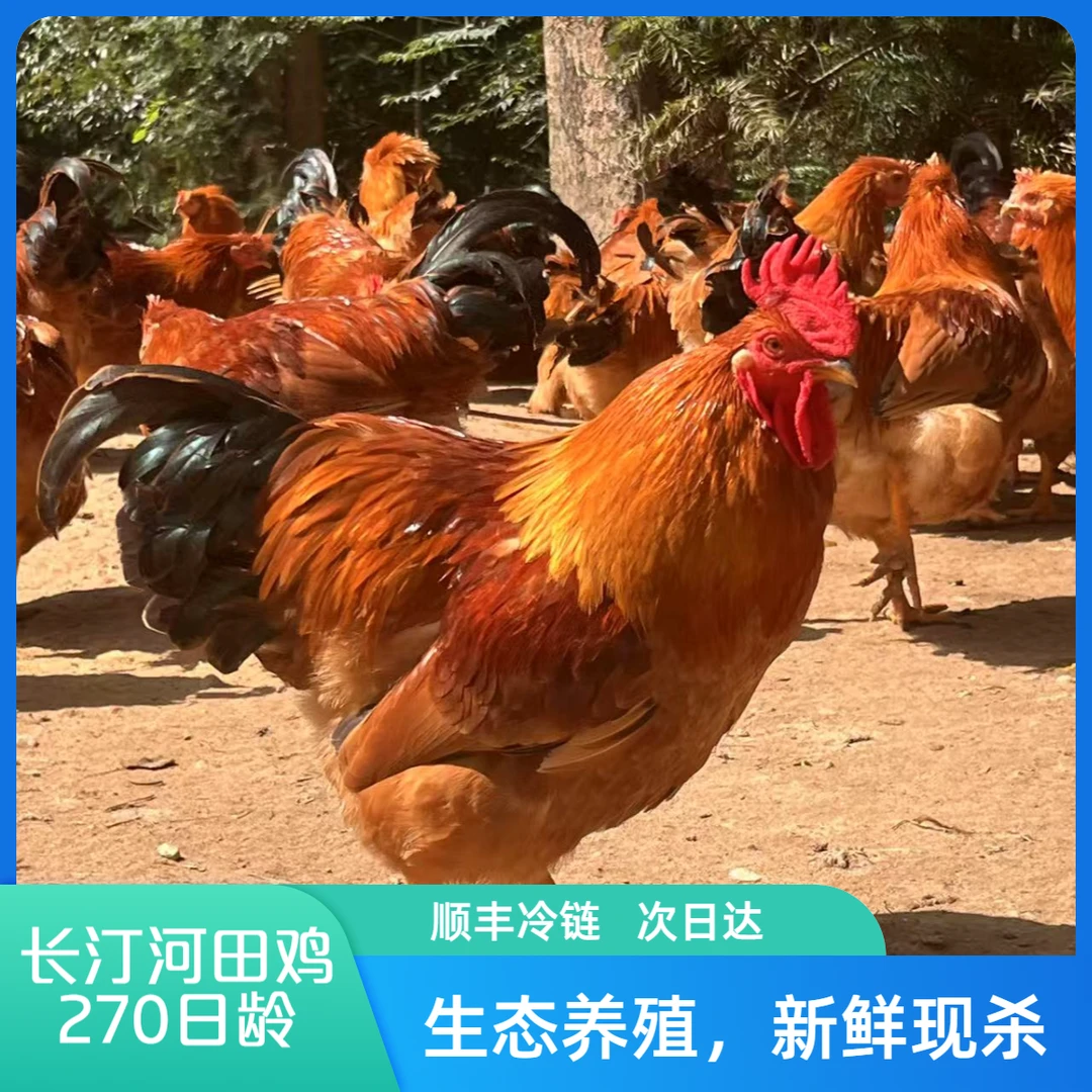 【河田鸡270日龄】福建长汀河田鸡丛林放养新鲜宰杀肉质紧致顺丰包邮