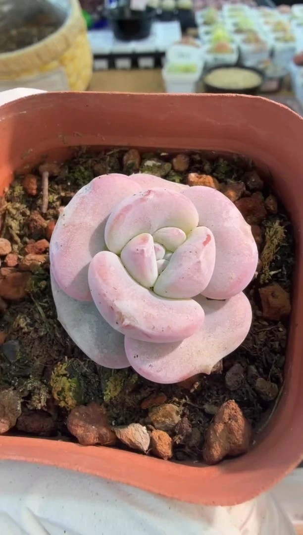 奶茶 五方一盆 量拍混发