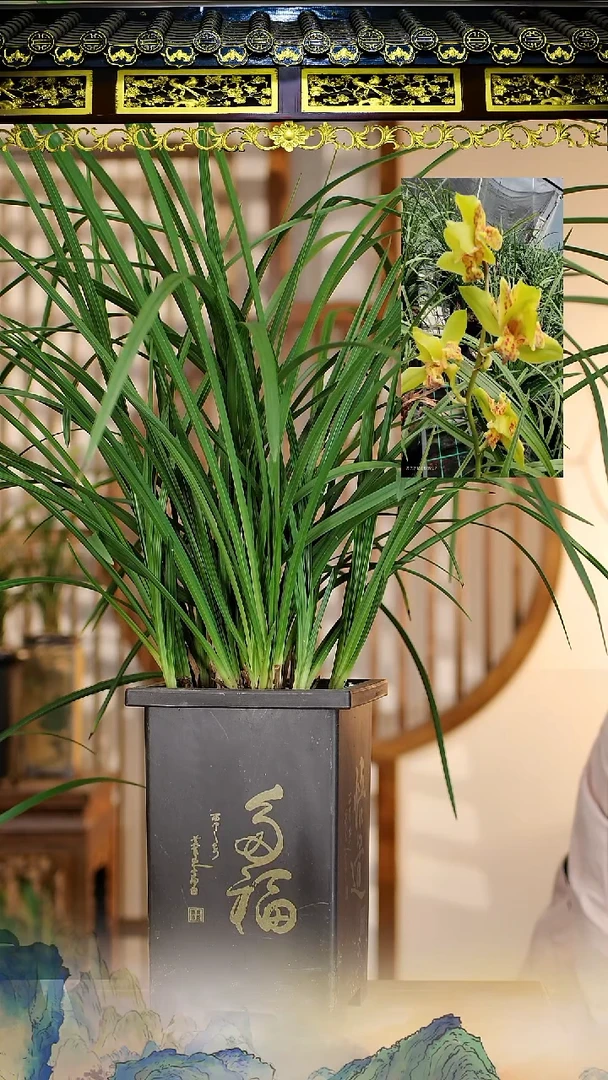 全部花苞五福圣蝶12苗带花苞带盆发货