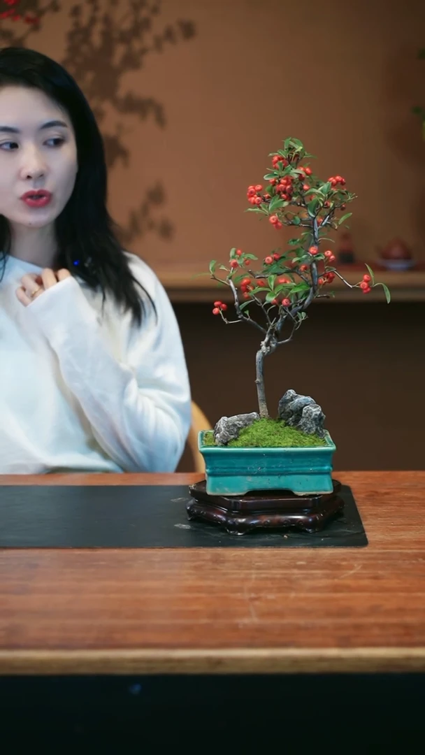 全部花朵火棘盆景盆景盆景