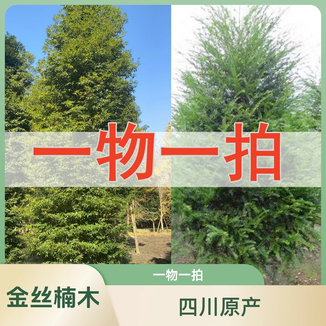 四川金丝楠木树老桩一物一拍