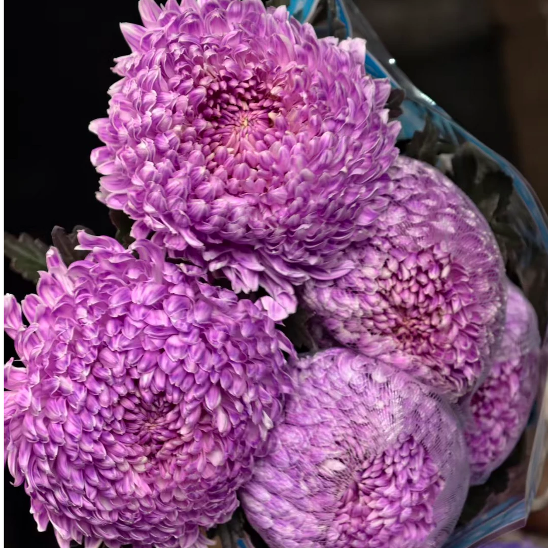 A级稀有香芋紫牡丹菊5枝