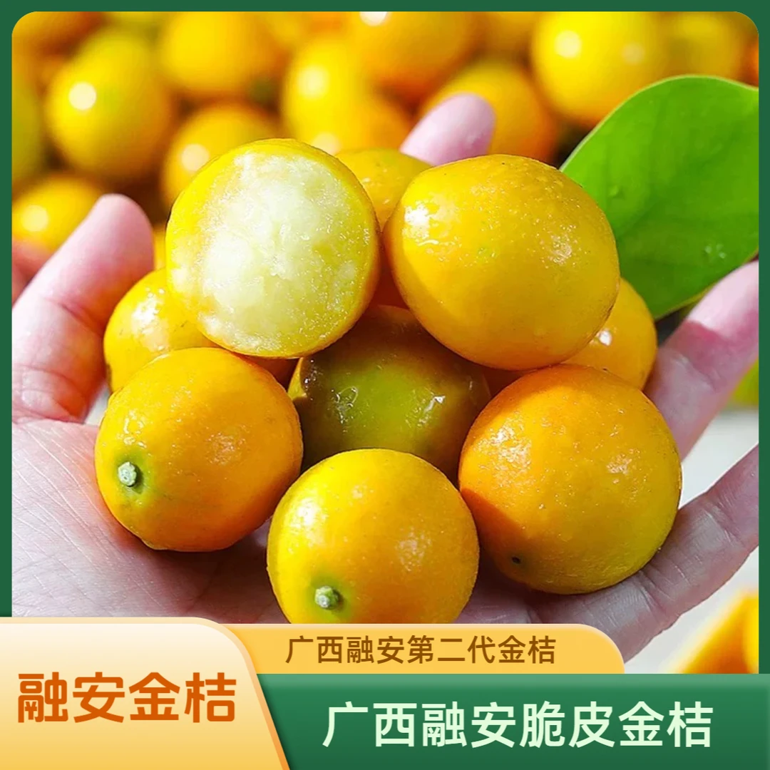 融安金桔【拍1斤送1斤】广西融安脆皮金桔第二代金桔无纯甜滑皮金桔