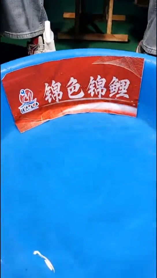 锦鲤小*灰【251125-02】 红白 39公分 母鱼 泽源锦鲤