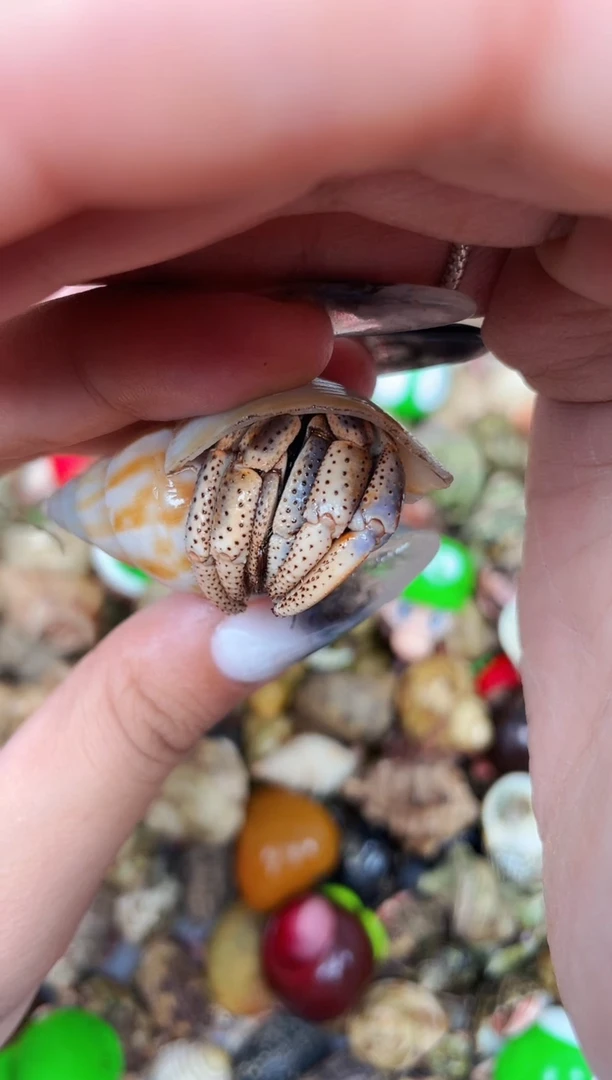 陌派甄选寄居蟹7562，西伯缺尖1.8