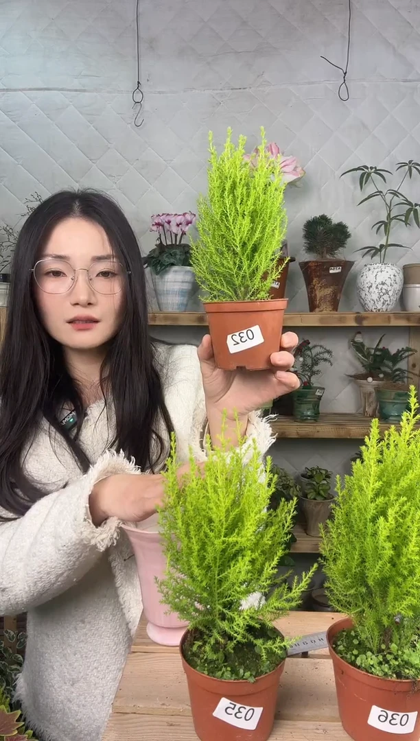 无花朵小香松育苗盆032