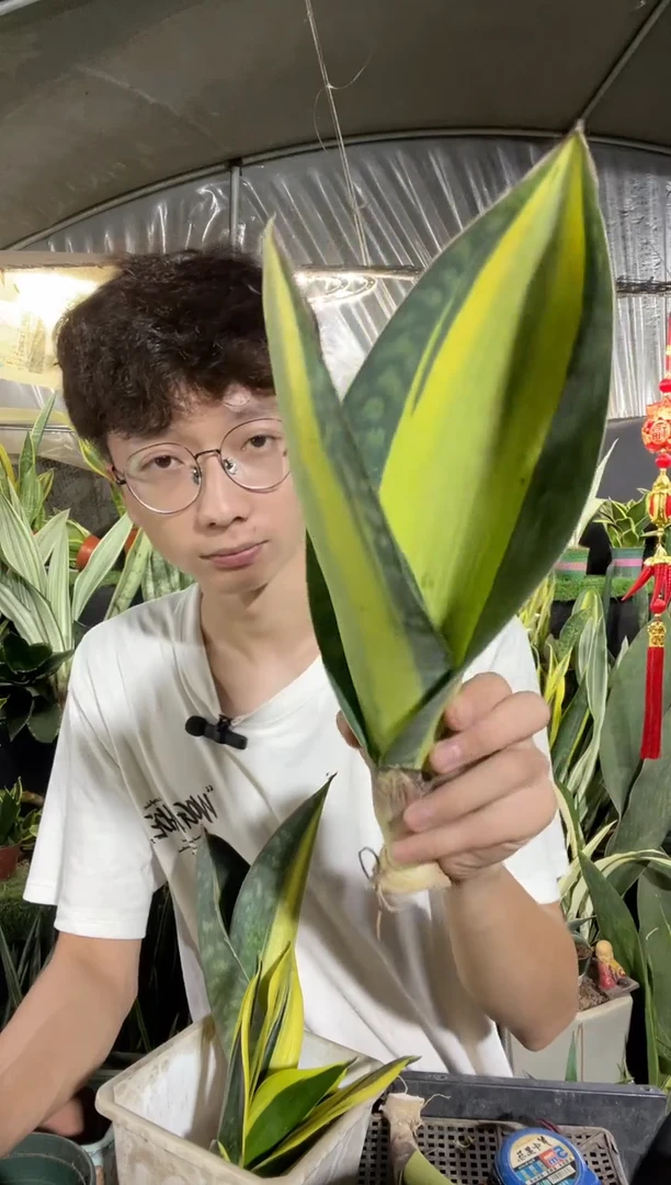 8号宝镜黄中斑100