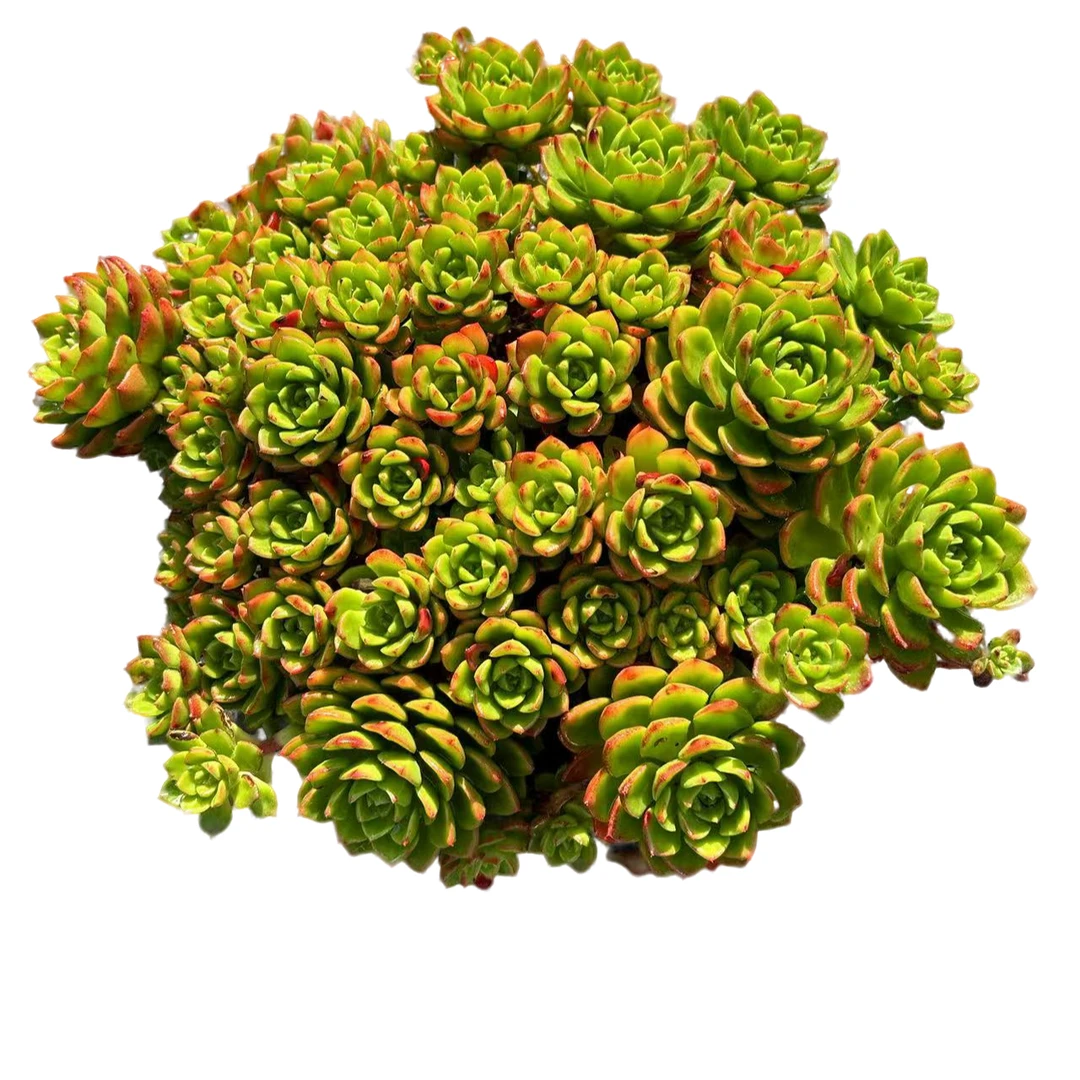 大蒂亚脱土多肉植物室内绿植净化空气