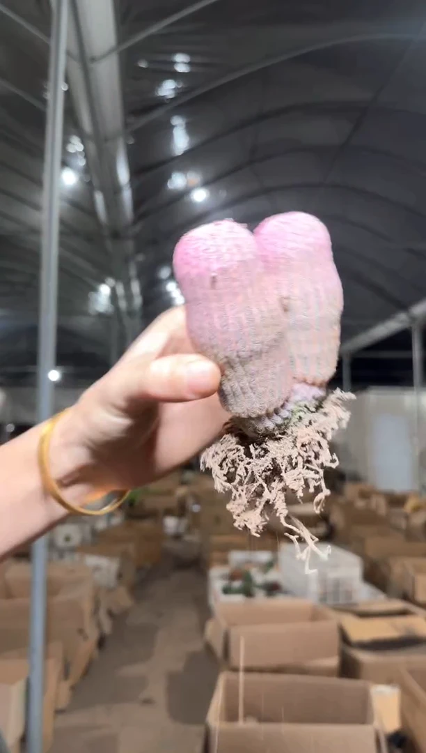 实生根 双头 糖心红太阳