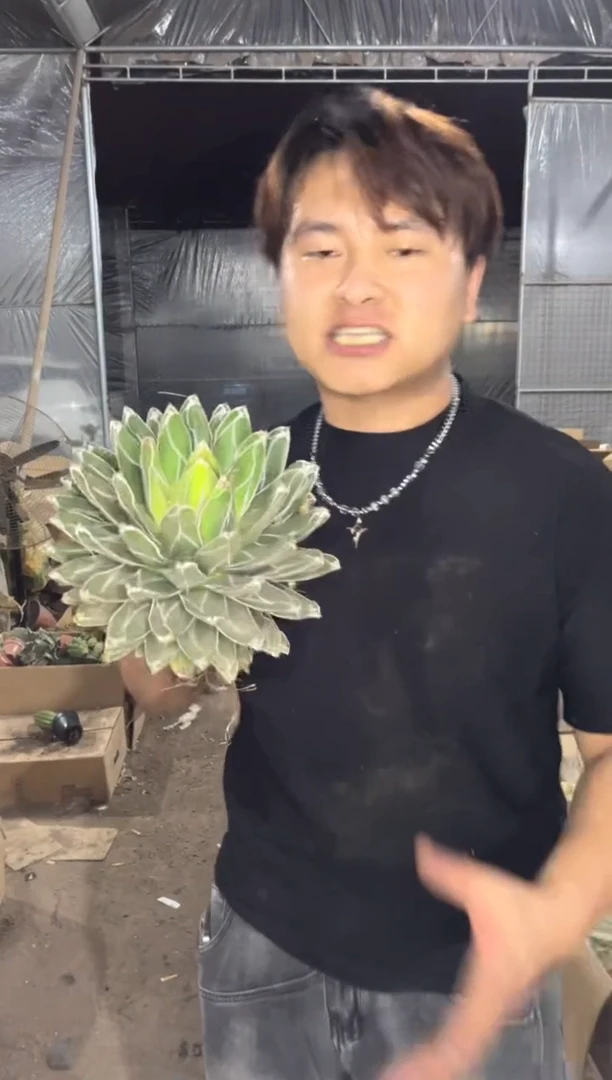 超大 屉之雪 14-20cm