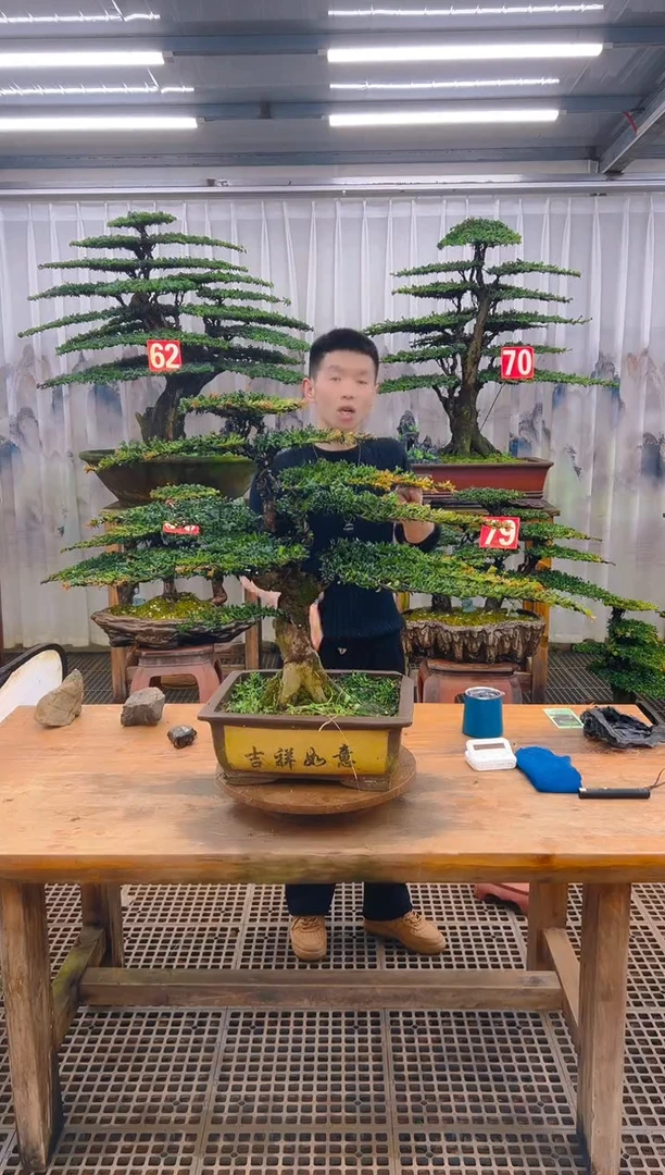 无花朵开****班精品盆景直播间一物一拍