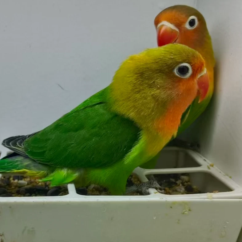粽头牡丹鹦鹉宠物