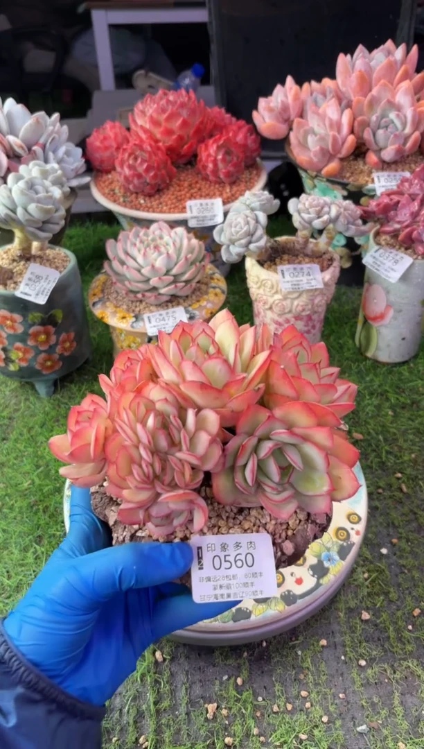 昆明印象多肉0560