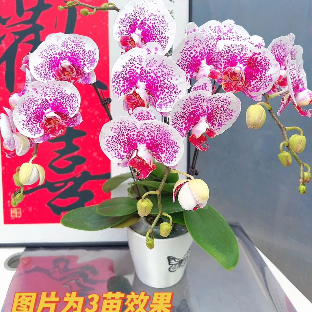 【枫叶06】3.0寸斑点纹路中大花型蝴蝶兰带花带花苞发