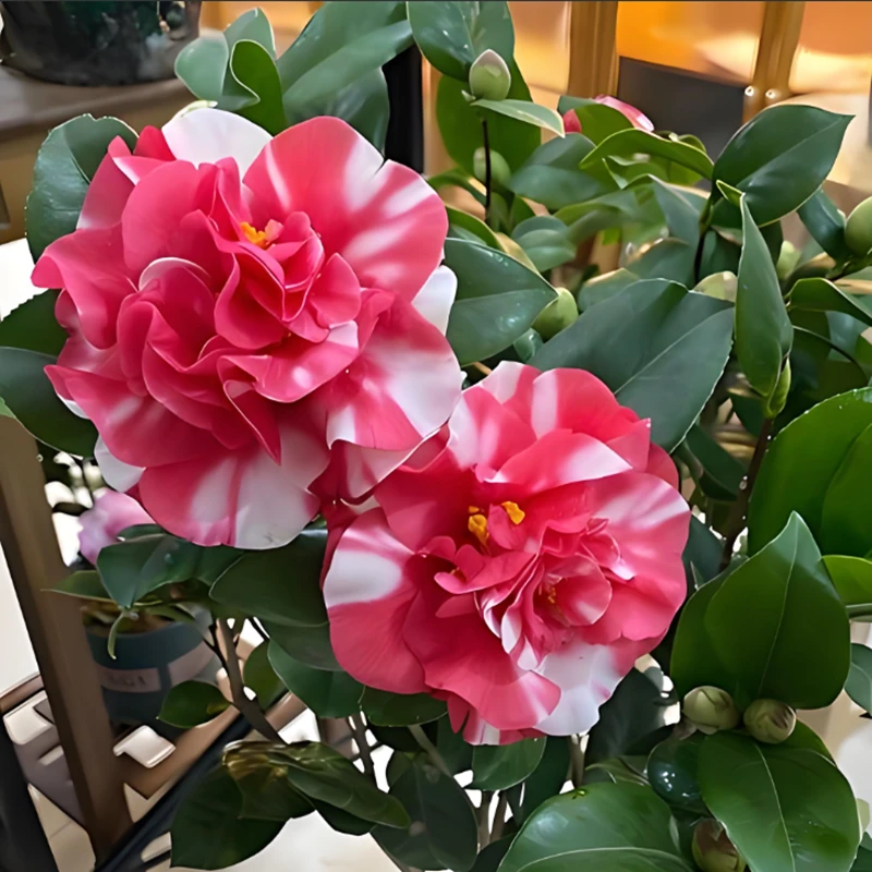 花露珍山茶花树苗名贵品种盆栽 秋冬季节带花苞 多色耐寒四季常绿