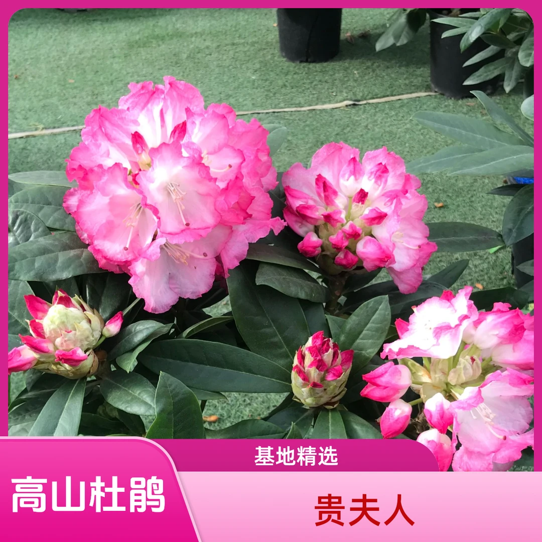 高山杜鹃-【贵夫人】精品中苗 基地精选