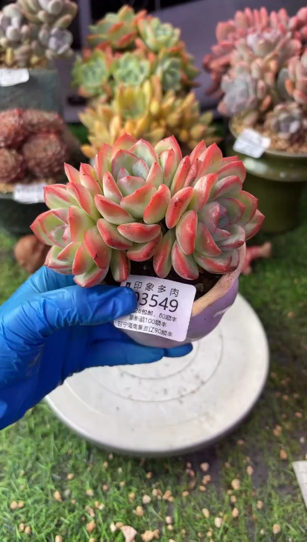 昆明印象多肉03549