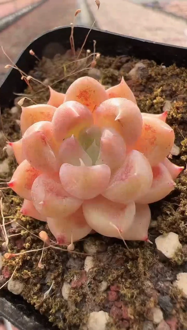 【闪购商品】飞天-6