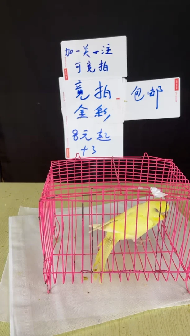虎皮鹦鹉特色虎皮
