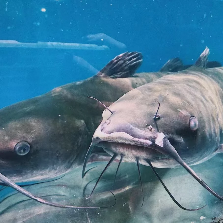 千岛湖回鱼2斤左右装一条