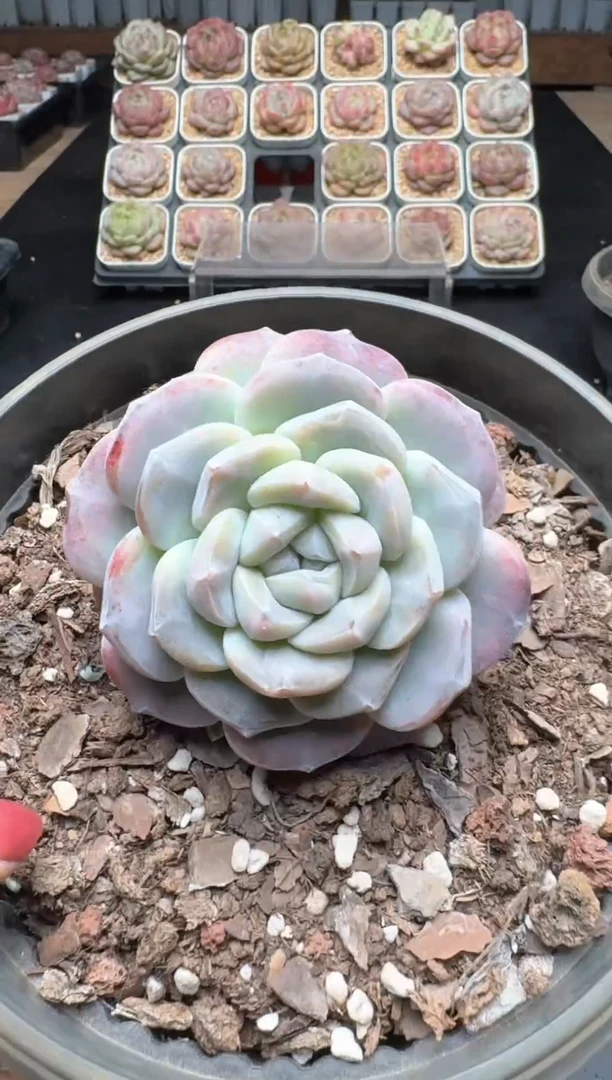 【闪购商品】151A号一物一拍多肉花卉植物拍3颗起发