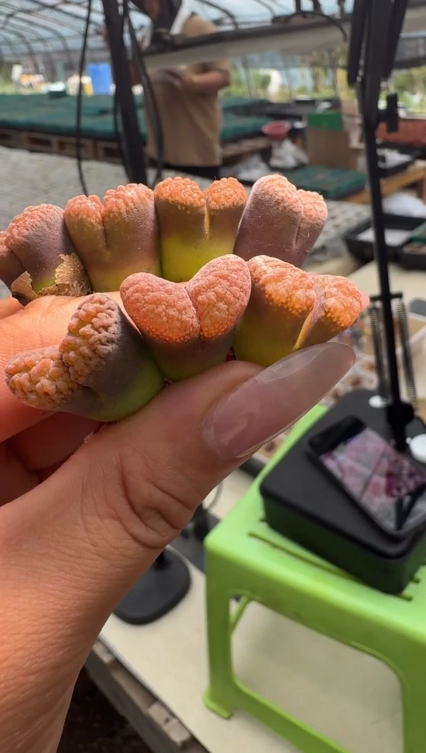 30-18多肉植物肉锥麒麟窗风铃一颗