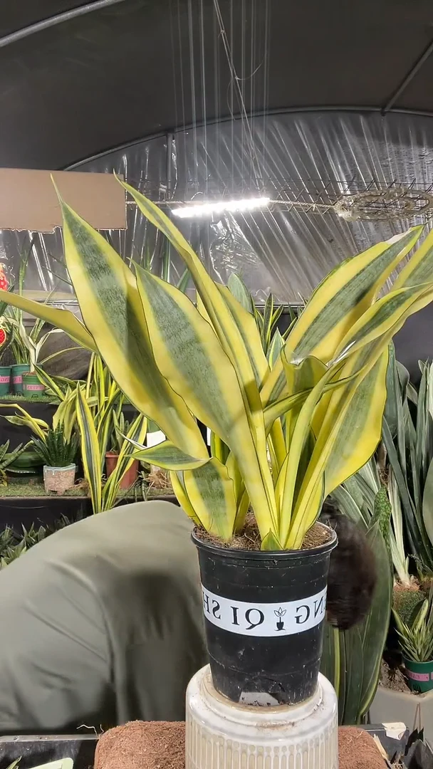 水月兰带盆土28.8