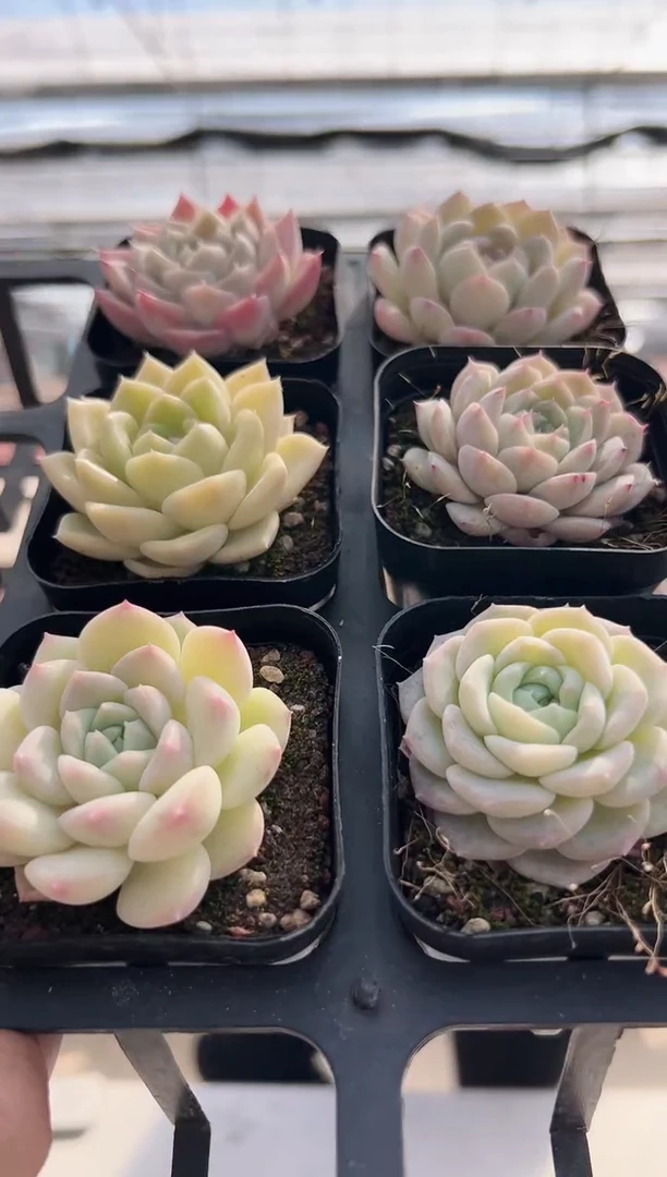 【闪购商品】福利款多肉140（6选一其中一颗）不可选