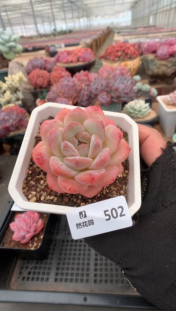 502糖心一物一拍