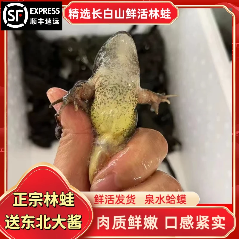 东北林蛙（公）只蛤蟆肉质鲜嫩两【顺丰包邮】保鲜不保活