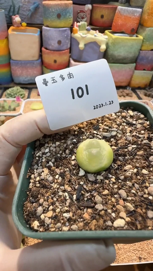 【闪购商品】25.1.25-101丁加