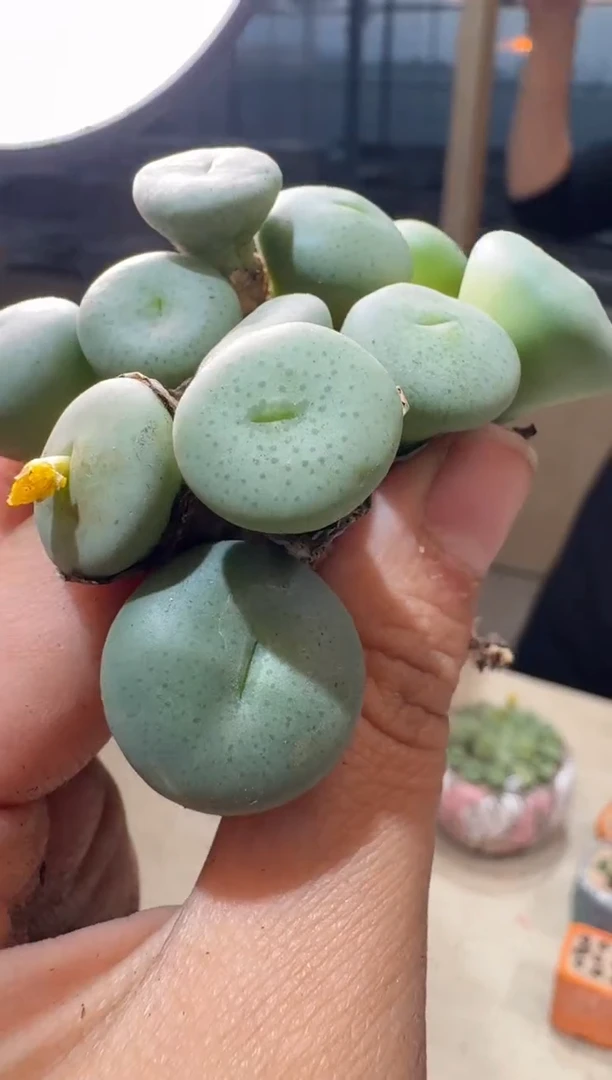 23-58多肉植物肉锥饼一颗