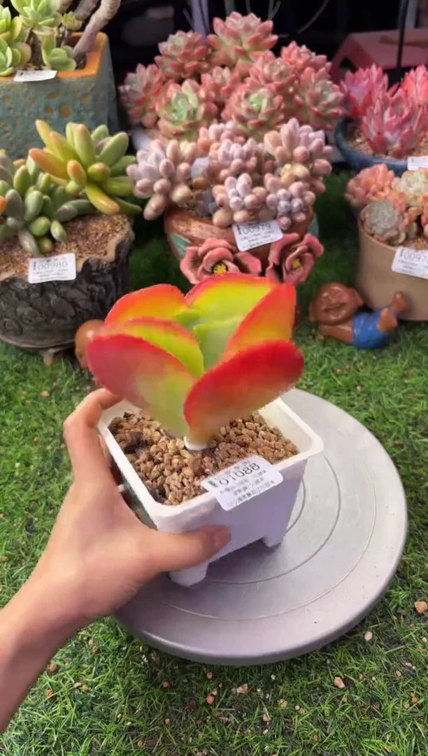 昆明印象多肉01088