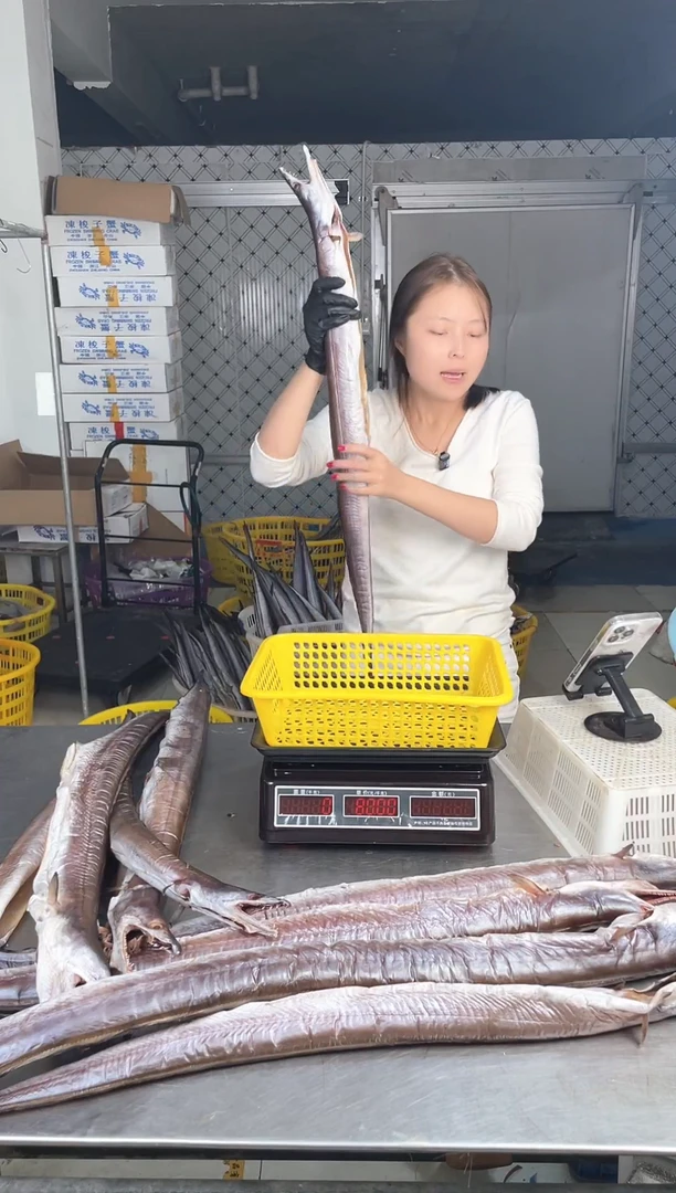 中国大陆3.1斤风鳗1条