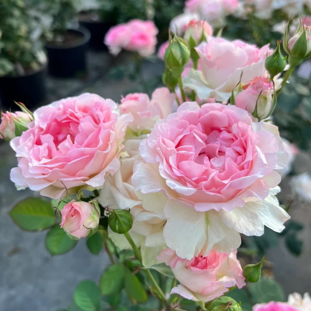 【曼倩】灌木月季  粉花多头大花浓香四季开花阳台庭院种植